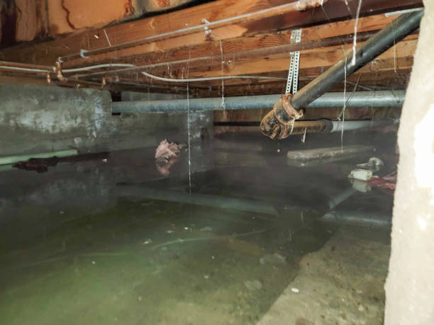 Best Basement water damage restoration  in Little Chute, WI